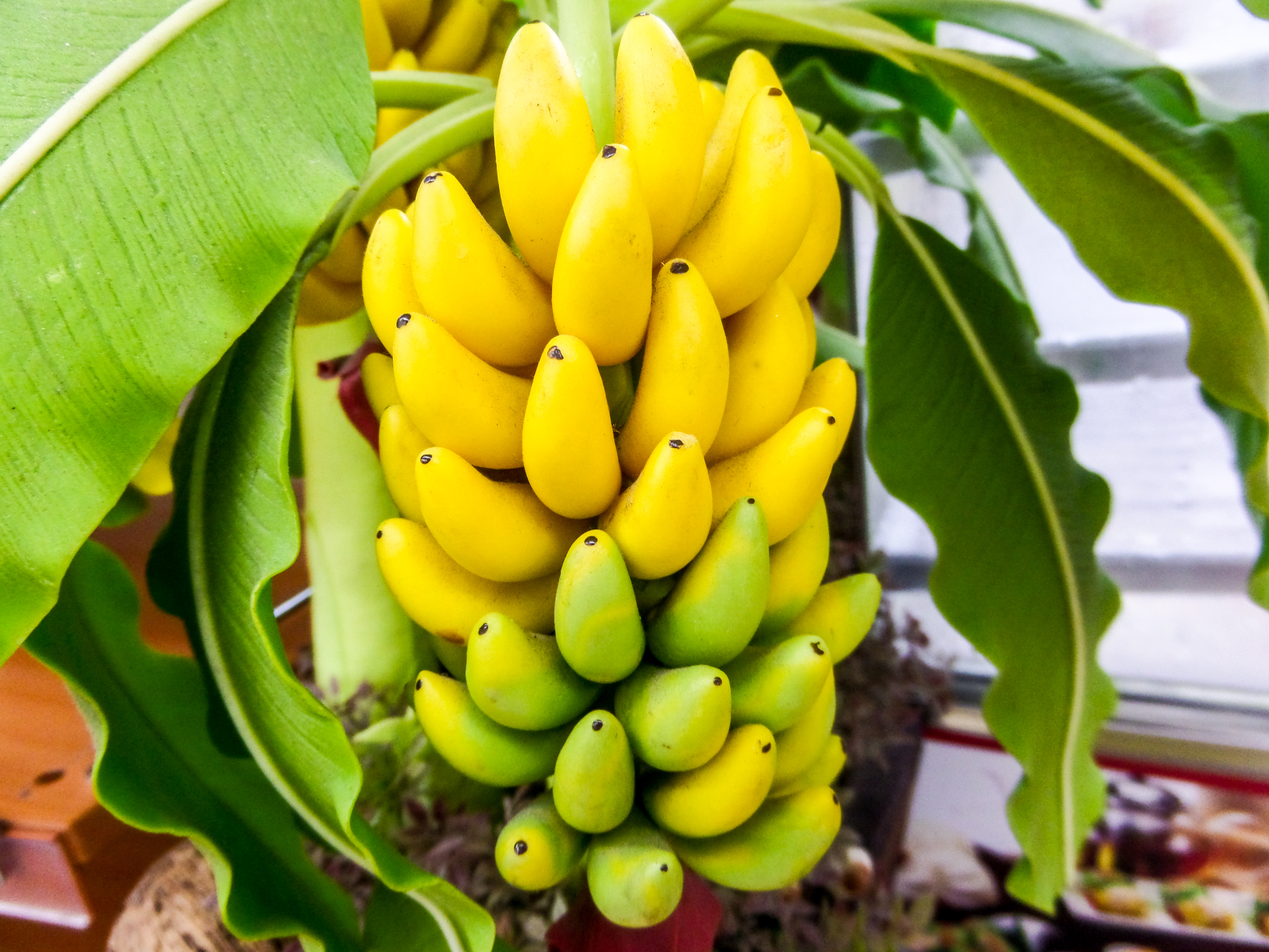 beautiful banana tree