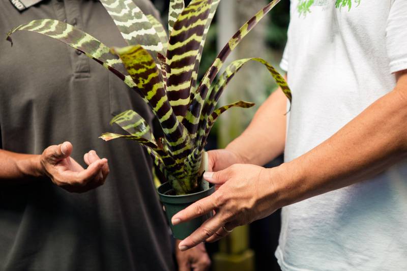 Man in white shirt giving plant advice to man in brown shirt regarding variegated maroon and green potted plant