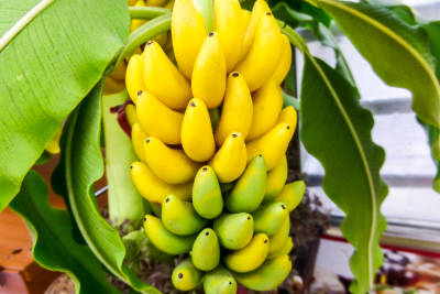 Large bunch of small, yellow Banana Trees bananas