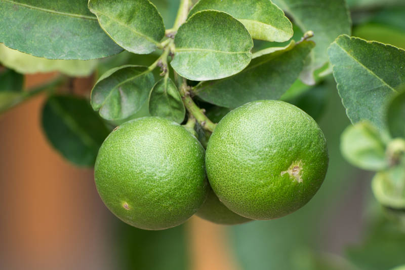 Closeup of two fat green limes and their foliage on a Dwarf Bearss Lime Tree