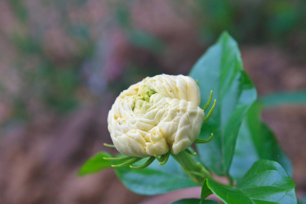 Closeup of off white blossom and green leaves of the Double Rose Pikake