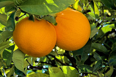 Closeup of two fat oranges hanging from Dwarf Washington Navel Orange Tree