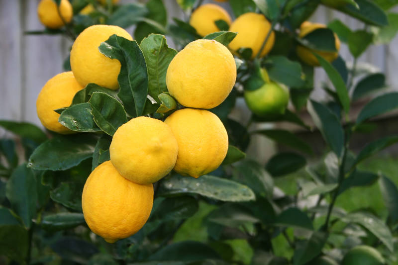 Closeup of yellow lemons and dark green leaves of the Dwarf Improved Meyer Lemon Tree