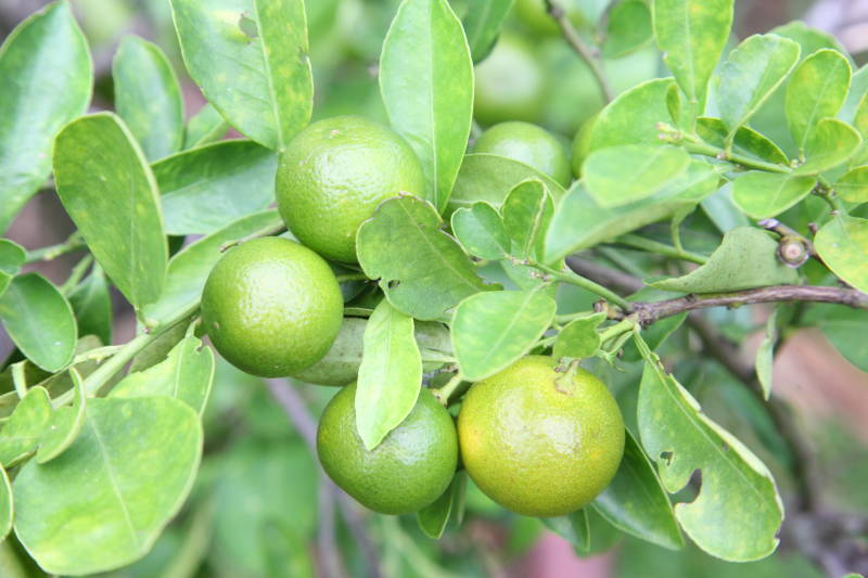 Closeup of several limes and foliage on a Dwarf Mexican Lime Tree