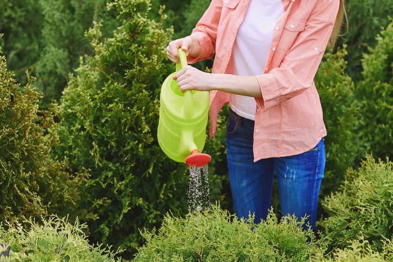 Woman in white hat watering shrubbery with a lime green watering can