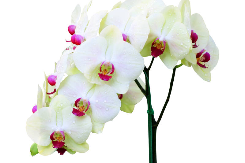 Closeup of white and dark pink of several Phalaenopsis Orchids
