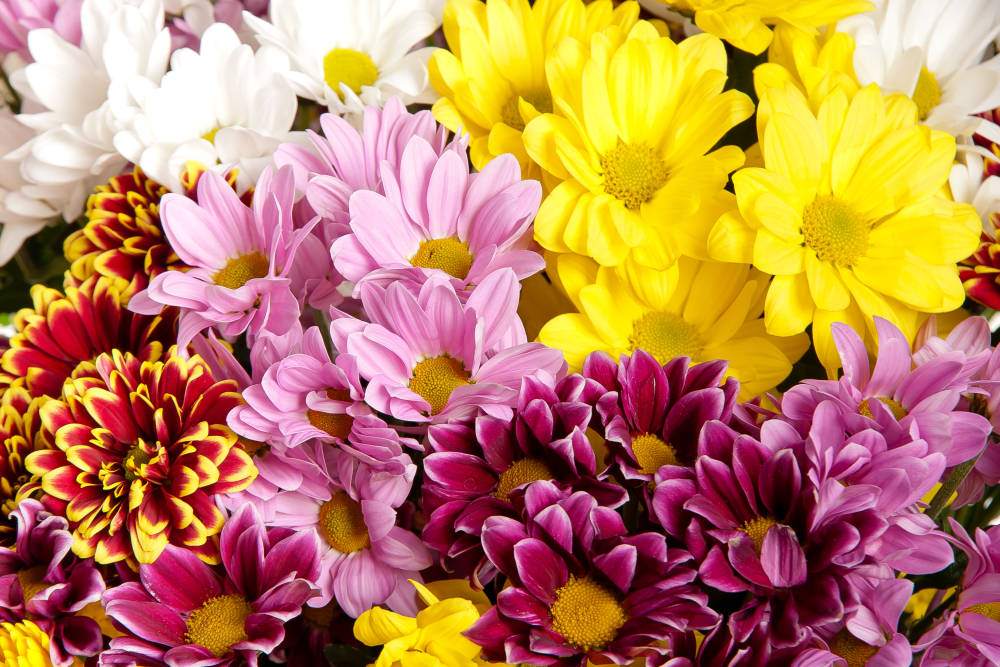 Yellow, pink, white and maroon flowers of the Pom Pom Mum Bouquets