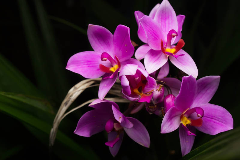 Deep pink and yellow Spathoglottis Garden Orchid blossoms