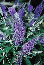 Lavender and green foliage of the Butterfly Bush