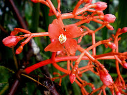 Vivid orange-red Mednilla Scorechinii plant on budding red vines