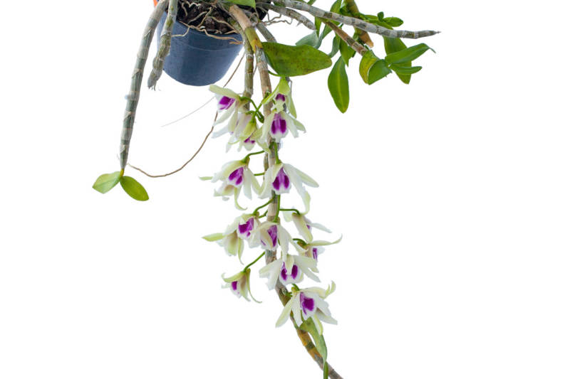 Hanging pot of Honohono Orchids, has long draping stems holding white and dark pink flowers and green leaves.