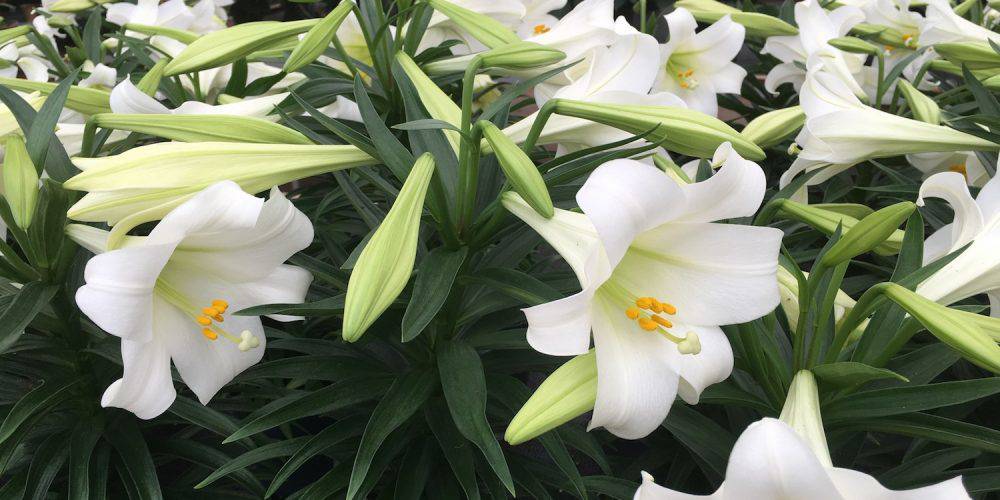 Closeup of white Easter lilies surrounded by dark green foliage