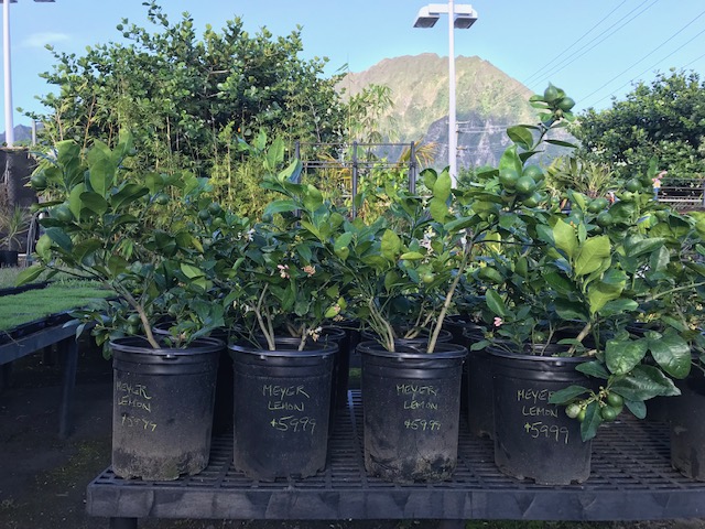 Row of young lemon trees in black containers