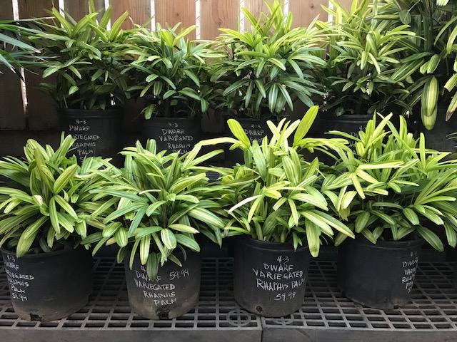 Two rows of young Dwarf Variegated Rhaphis palm trees in black pots on shelves