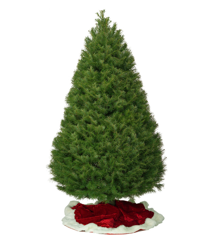 Bare Douglas Fir Christmas tree on a red and white velvet floor covering