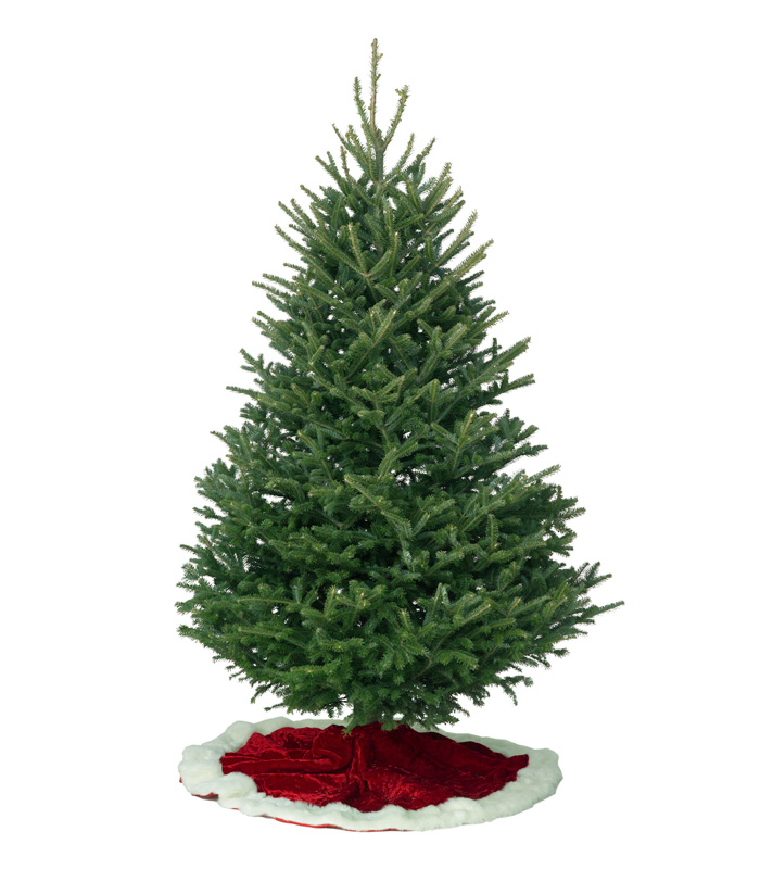 Bare Frasier Fir Christmas tree on a red and white velvet floor covering