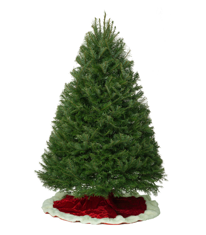 Bare Grand Fir Christmas tree on a red and white velvet floor covering