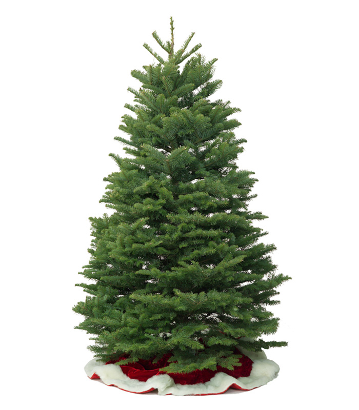 Bare Noble Fir Christmas Tree on a red and velvet floor covering.