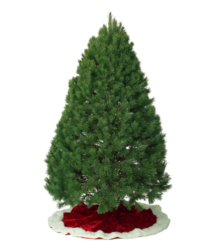 Bare Scotch pine Christmas tree on a red and white velvet floor covering