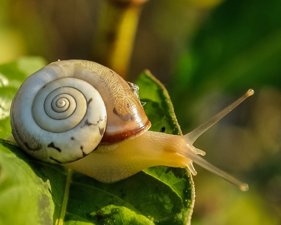 Garden snails deterred by organic gardening