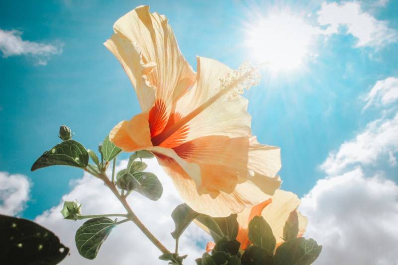 hibiscus in sunlight