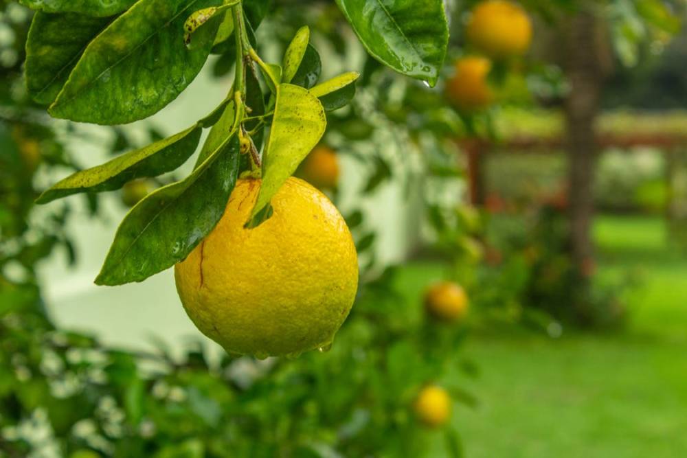 citrus fruit in sunlight