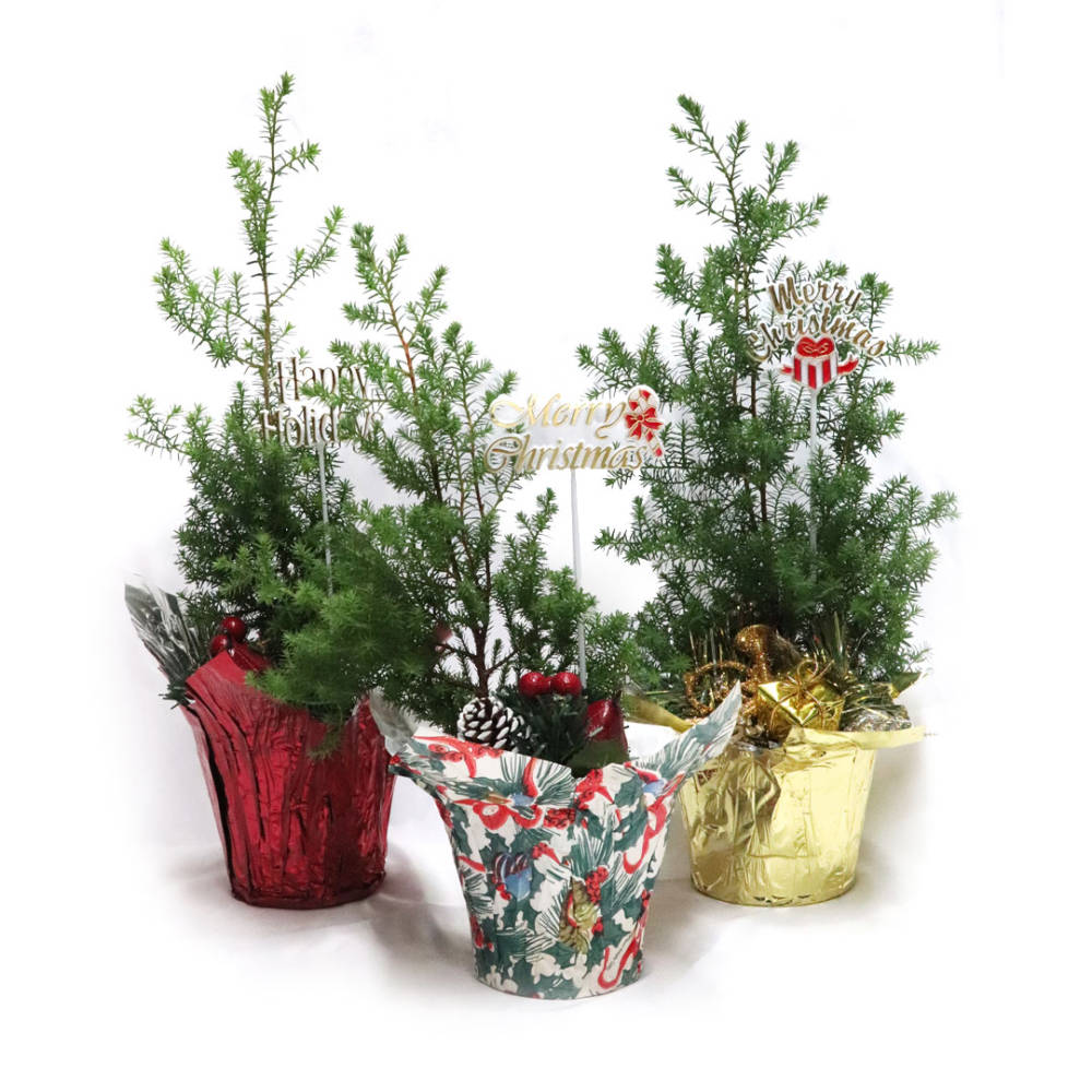 Three young Decorated Nishi Juniper trees with Christmas decorations, in pots wrapped in colorful wrapping paper.