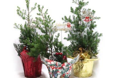 Three young Decorated Nishi Juniper trees with Christmas decorations, in pots wrapped in colorful wrapping paper.