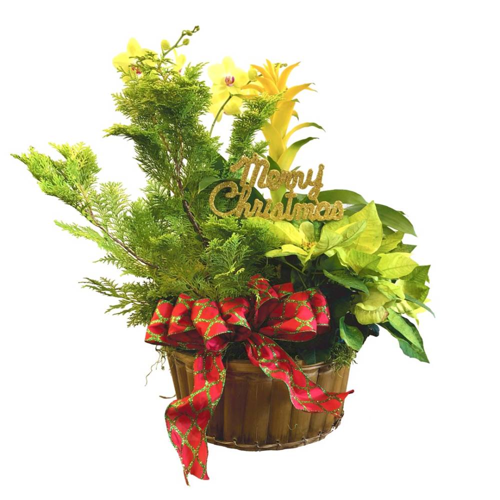 A variety of plants with green-yellow leaves in a handcrafted Christmas Tree basket