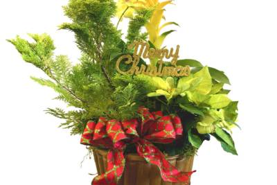 A variety of plants with green-yellow leaves in a handcrafted Christmas Tree basket