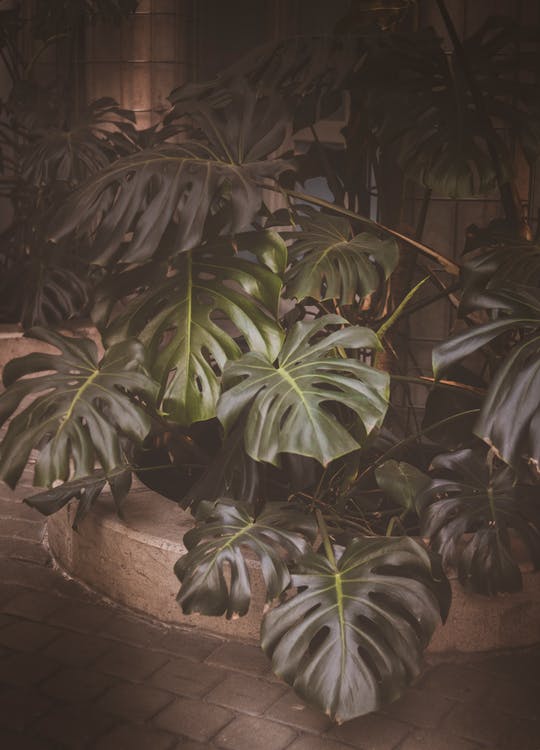 plants in low light
