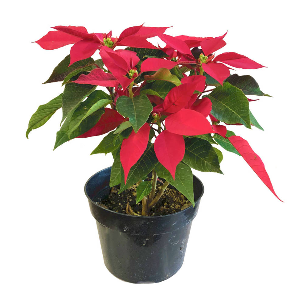 Potted Poinsettia with intense red flowers and green leaves