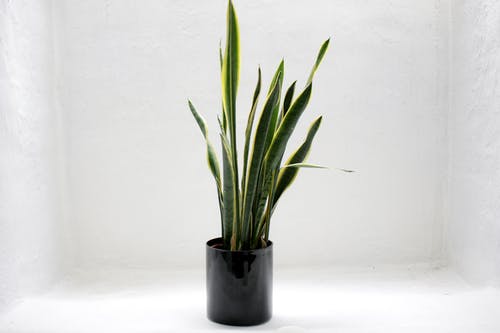 snake plant in black planter against white background