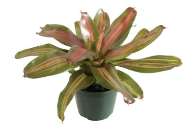 Neoregelia Orange-Crush bromeliad with green and orange-striped leaves in a dark green pot
