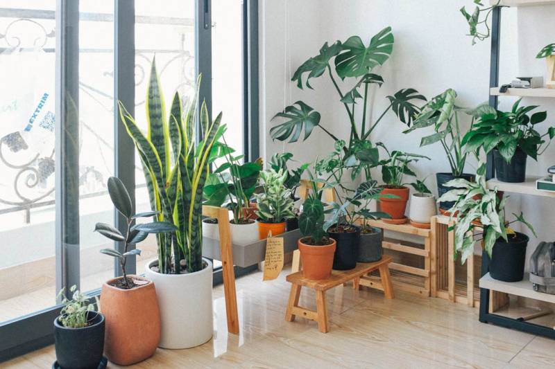 Brightly lit living room filled with a variety of potted houseplants