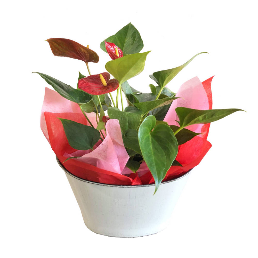 Gift basket with green leaves and red and yellow flowers in a silver pot wrapped in red and pink paper