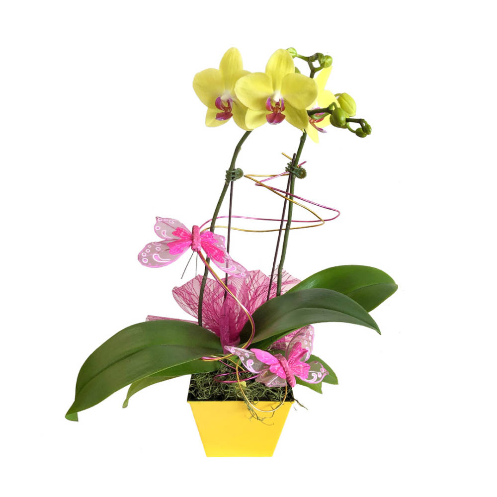 Yellow and pink Valentine's Day orchids, with large green leaves and butterfly decorations, in a yellow pot.
