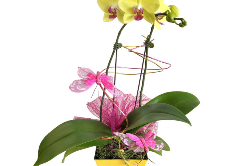 Yellow and pink Valentine's Day orchids, with large green leaves and butterfly decorations, in a yellow pot.