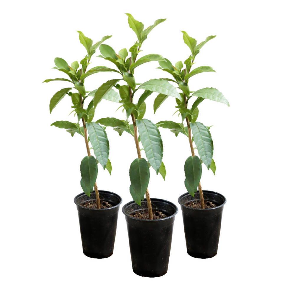 Three potted Camellia Sinensis Tea plants have large green leaves on slender, curving trunks.