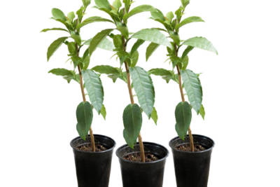 Three potted Camellia Sinensis Tea plants have large green leaves on slender, curving trunks.