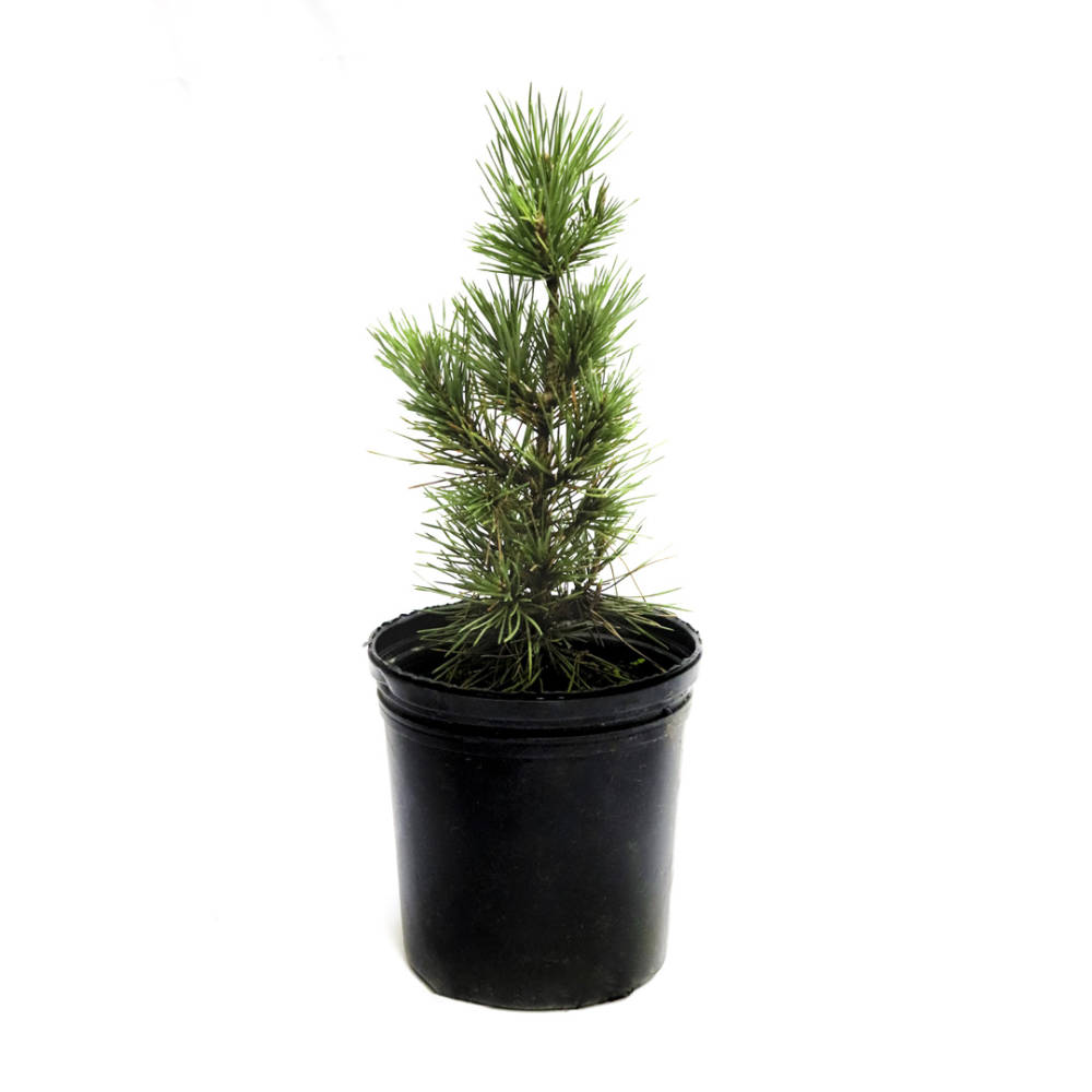 A young, potted Black Pine tree has short, green, upturned needles.