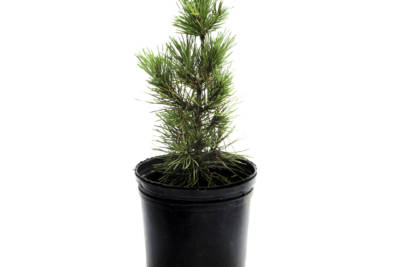 A young, potted Black Pine tree has short, green, upturned needles.