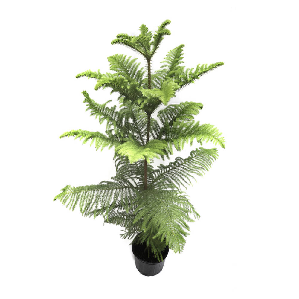 Young, potted Norfolk Pine tree has feathery, bright green leaves on spiked branches.