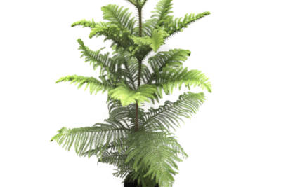 Young, potted Norfolk Pine tree has feathery, bright green leaves on spiked branches.