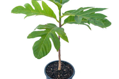 Young potted Ma'afala Breadfruit tree, sporting a slim trunk out of which extend 6 large, green leaves