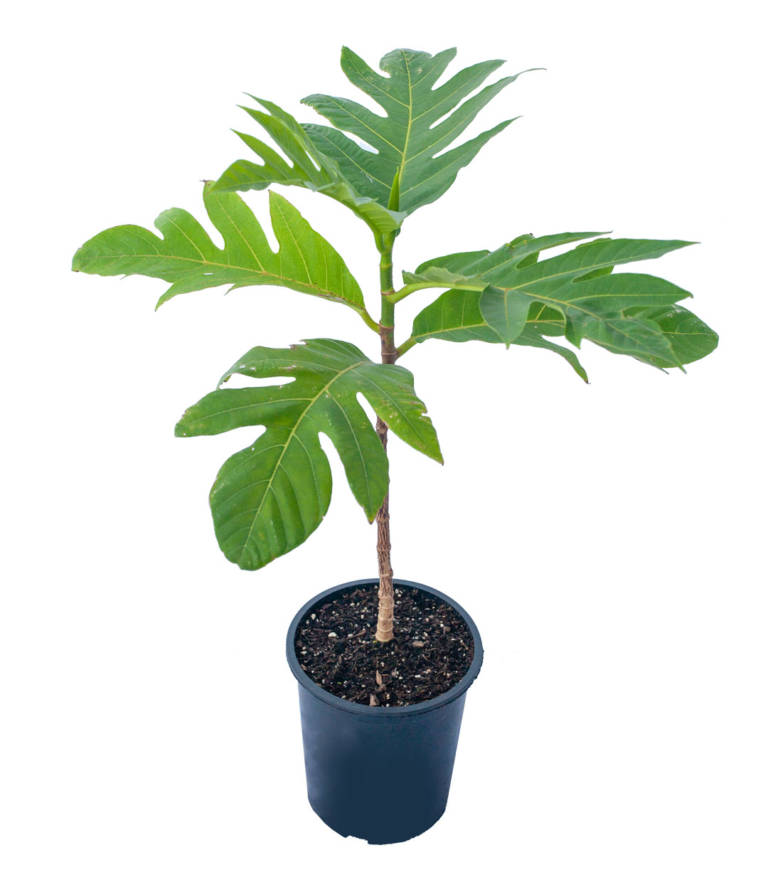 ma-afala-breadfruit-koolau-farmers