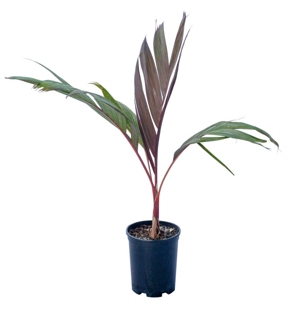 A young Areca Vestiaria palm tree in a dark blue pot, with slender green and red-striped leaves.