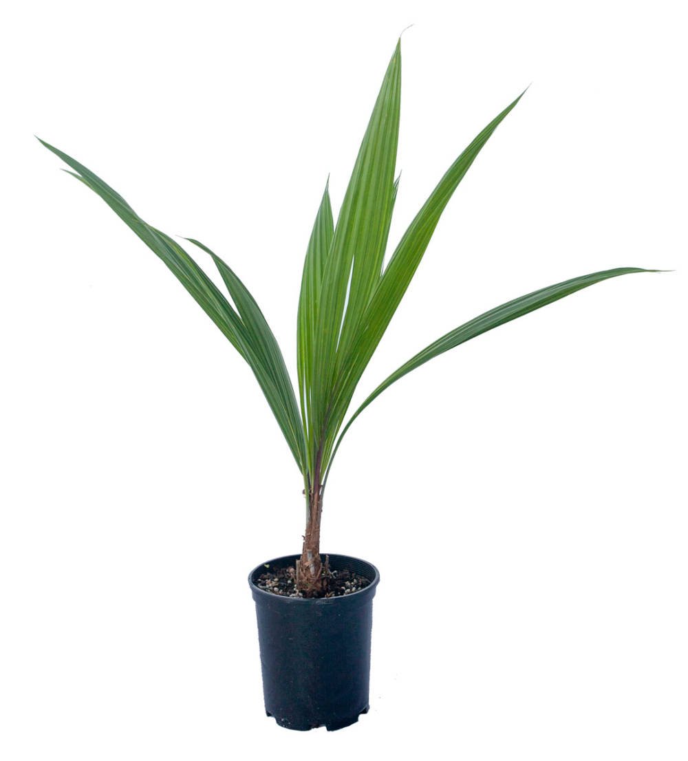 Beccariophoenix Fenestralis (Giant Window Pane Palm) • Koolau Farmers