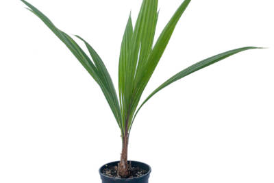 A young Giant Windowpane Palm has long, bright green leaves with slits in the center.