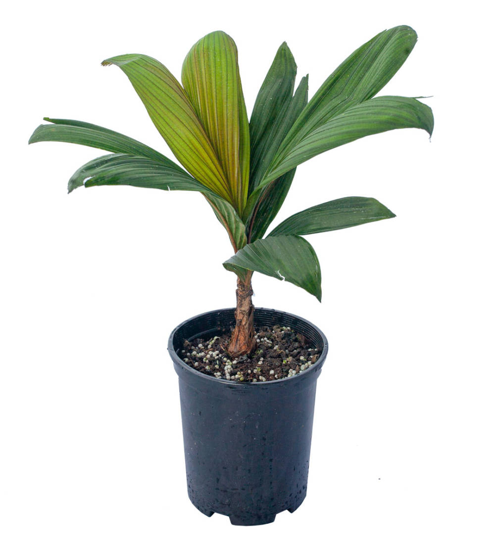 Young Calyptrocalyx Leptostachya palm tree in dark blue pot, with long green and red-striped leaves.